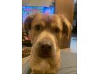 Adopt Cooper a Tan/Yellow/Fawn - with White Golden Retriever / American Pit Bull