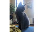 Adopt Donut a Gray or Blue American Shorthair / Mixed (short coat) cat in Forest