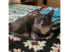 Adopt Missy a Gray or Blue (Mostly) Domestic Shorthair (short coat) cat in San