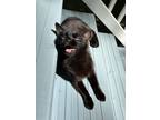 Adopt Whoopsie Daisy a Black (Mostly) American Shorthair / Mixed (short coat)