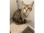 Adopt Maybelle a Brown Tabby Tabby / Mixed (short coat) cat in Issaquah