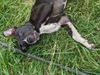 Adopt Mando a Black - with White American Staffordshire Terrier / Mixed dog in