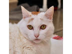 Adopt Biz a White Domestic Shorthair / Domestic Shorthair / Mixed cat in San
