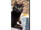 Adopt Sprout a Black (Mostly) American Shorthair / Mixed (short coat) cat in