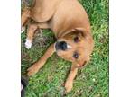 Adopt 5 puppies a Tan/Yellow/Fawn - with White Mountain Cur / Rhodesian