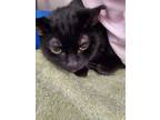Adopt Axel a All Black Domestic Longhair / Domestic Shorthair / Mixed cat in