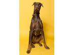 Adopt Scarlett *Dog* a Brindle Doberman Pinscher / Mixed Breed (Medium) / Mixed