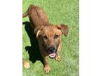 Adopt Zoe a Brown/Chocolate Shepherd (Unknown Type) / Mixed dog in Fresno