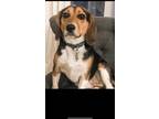 Adopt Rosco a Brown/Chocolate - with White Beagle / Mixed dog in Pittsford