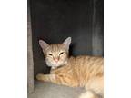 Adopt Vincenzo a Orange or Red Tabby Domestic Shorthair / Mixed (short coat) cat