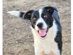 Adopt CRUZ a Black - with White Border Collie / Mixed dog in Corning