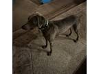 Adopt Chief a Gray/Blue/Silver/Salt & Pepper Weimaraner / Mixed dog in Grand