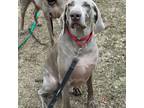 Adopt Willie a Gray/Blue/Silver/Salt & Pepper Weimaraner dog in Grand Haven