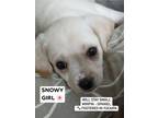 Adopt Snowwy a White - with Tan, Yellow or Fawn Miniature Pinscher / Spaniel