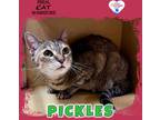 Adopt Pickles a Domestic Shorthair / Mixed (short coat) cat in Kingman