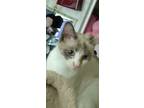 Adopt Atole a Calico or Dilute Calico Calico / Mixed (short coat) cat in