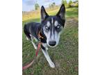 Adopt Penny a Black - with White Husky / Mixed dog in Zephyrhills, FL (41377299)