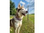Adopt Kotah a White - with Red, Golden, Orange or Chestnut Husky / Mixed dog in