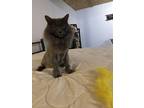 Adopt Tutti a Gray or Blue Domestic Longhair / Mixed (long coat) cat in