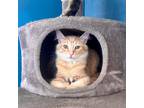 Adopt Macaroni And Cheese a Orange or Red Domestic Shorthair / Mixed cat in La