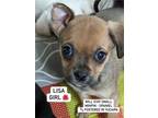 Adopt Lisa a Tan/Yellow/Fawn - with Black Miniature Pinscher / Spaniel (Unknown