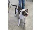 Adopt Nova a Gray/Silver/Salt & Pepper - with White Pit Bull Terrier / Mixed dog