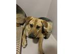 Adopt Chandler a Shepherd (Unknown Type) / Mixed Breed (Medium) / Mixed dog in
