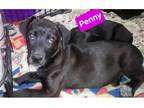 Adopt P Pup Penny a Black Labrador Retriever / Mixed dog in Chantilly
