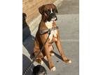 Adopt Stax a Black - with Tan, Yellow or Fawn Boxer / Mixed dog in New York