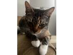 Adopt Harley a Tiger Striped Tabby / Mixed (short coat) cat in Gilroy