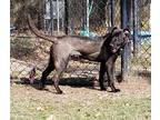 Adopt Richie a Labrador Retriever / Mixed dog in Little Rock, AR (39946885)