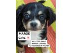 Adopt Marge a Black - with Brown, Red, Golden, Orange or Chestnut Miniature