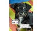 Adopt Maggie a Black - with White Miniature Pinscher / Spaniel (Unknown Type) /