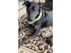 Adopt clever “Chase” a Brown/Chocolate - with Black Plott Hound / Doberman