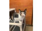 Adopt Sophia a Calico or Dilute Calico Calico (short coat) cat in Port Jefferson