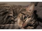 Adopt Kiki a Brown Tabby Domestic Shorthair / Mixed (short coat) cat in