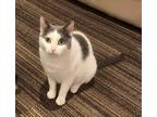 Adopt Annie a White (Mostly) Domestic Shorthair (short coat) cat in Port