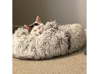 Adopt Ava a White Domestic Shorthair cat in Tecumseh, MI (40483912)