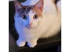 Adopt Amal a Calico or Dilute Calico Domestic Shorthair cat in Tecumseh