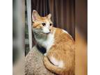 Adopt Axel a Domestic Shorthair cat in Tecumseh, MI (40483910)