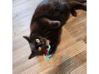 Adopt Precious a All Black Domestic Shorthair cat in Tecumseh, MI (40483909)