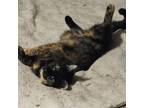 Adopt Biscotti a Tortoiseshell Domestic Shorthair cat in Tecumseh, MI (40483898)