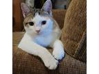 Adopt Primrose a Brown Tabby Domestic Shorthair cat in Tecumseh, MI (40483900)