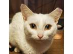 Adopt Keena a White Domestic Shorthair cat in Tecumseh, MI (40483896)