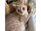 Adopt George a Tan or Fawn Tabby Domestic Mediumhair cat in Tecumseh