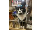Adopt Valerie a Black & White or Tuxedo Domestic Mediumhair (medium coat) cat in