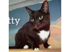 Adopt Dotty a All Black Domestic Shorthair cat in Tecumseh, MI (40483895)