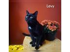 Adopt Levy a All Black Domestic Shorthair cat in Tecumseh, MI (40483894)