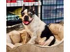 Adopt Lolly a Black - with White Boston Terrier / Mixed dog in Mount Laurel
