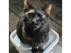 Adopt Cecily a Tortoiseshell Domestic Shorthair cat in Tecumseh, MI (40483892)